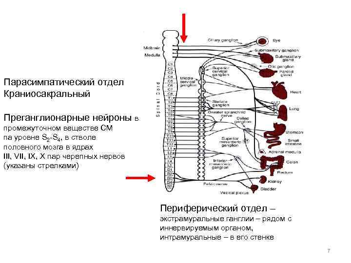 Парасимпатический отдел Краниосакральный Преганглионарные нейроны в промежуточном веществе СМ па уровне S 2 -S