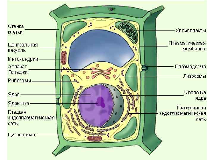 Растительная клетка 