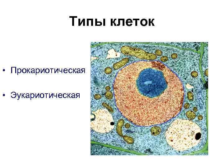    Типы клеток  • Прокариотическая  • Эукариотическая 