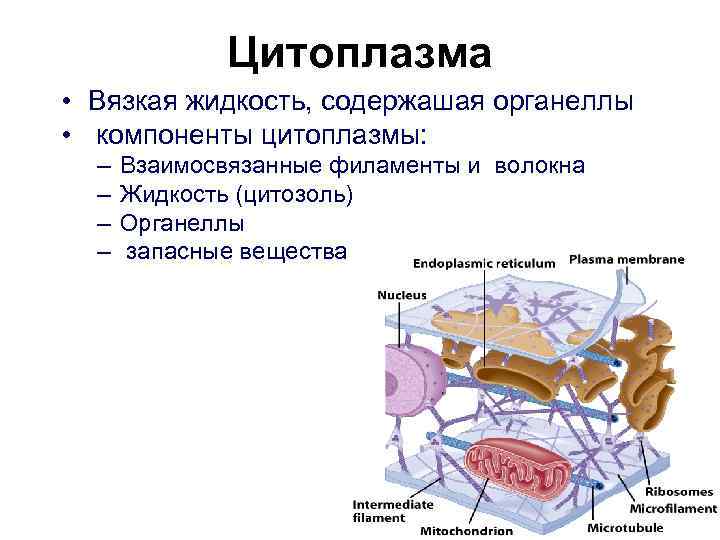   Цитоплазма • Вязкая жидкость, содержашая органеллы •  компоненты цитоплазмы:  –