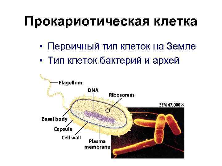 Прокариотическая клетка  • Первичный тип клеток на Земле  • Тип клеток бактерий