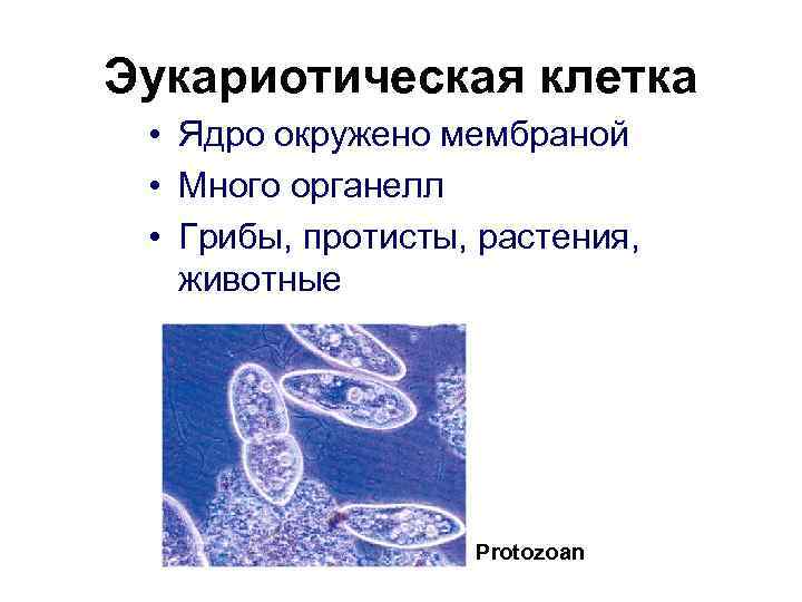 Эукариотическая клетка  • Ядро окружено мембраной  • Много органелл  • Грибы,