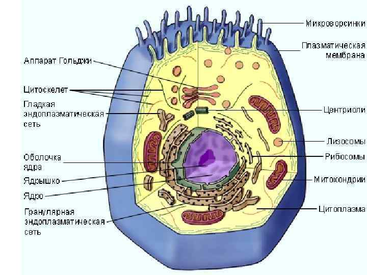 Животная клетка 