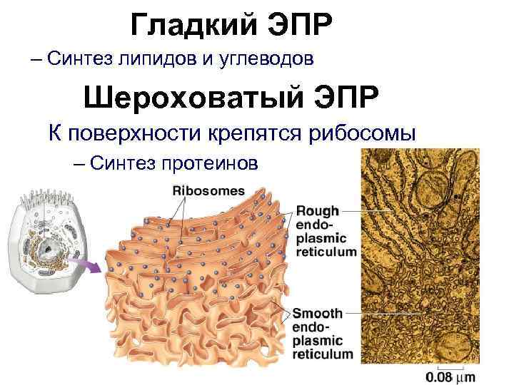    Гладкий ЭПР – Синтез липидов и углеводов  Шероховатый ЭПР К
