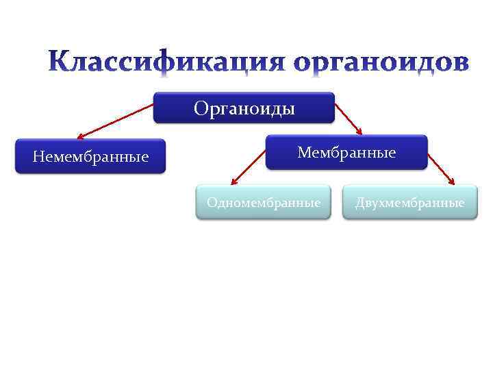     Органоиды Немембранные    Мембранные   Одномембранные 
