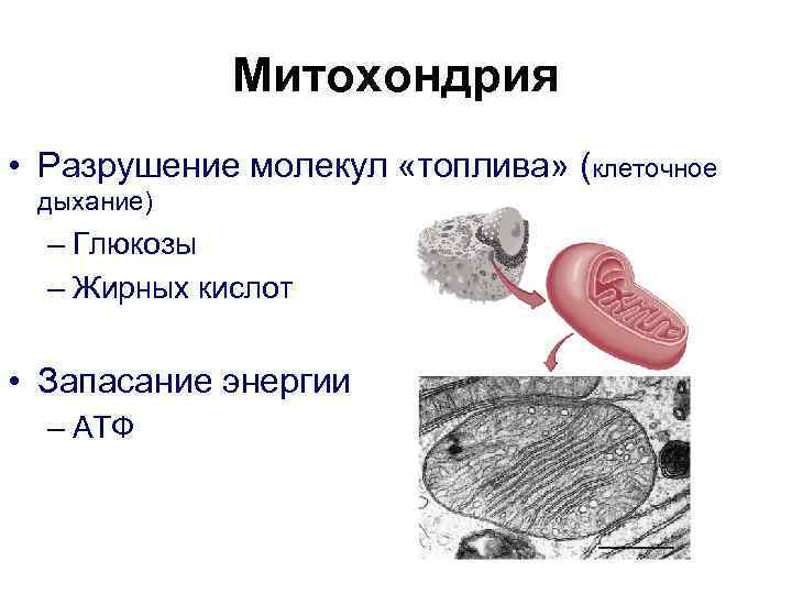    Митохондрия • Разрушение молекул «топлива» (клеточное  дыхание)  – Глюкозы