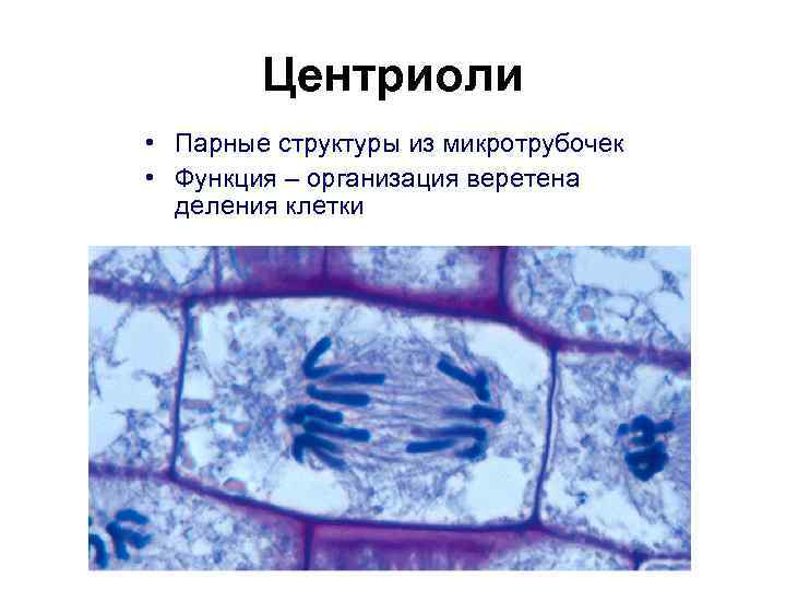 Деление клетки какой органоид