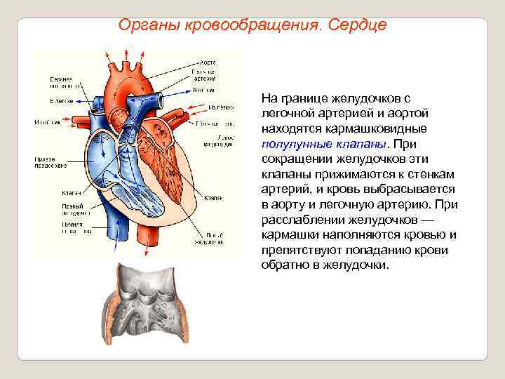 Органы кровообращения. Сердце    На границе желудочков с    легочной