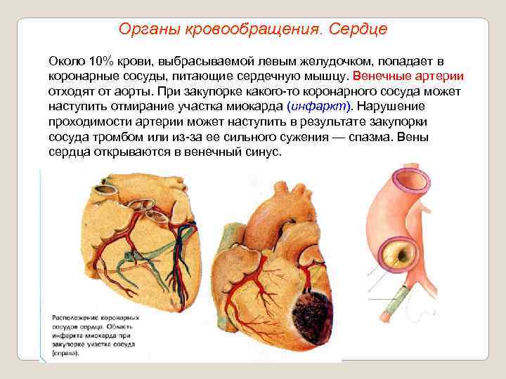   Органы кровообращения. Сердце Около 10% крови, выбрасываемой левым желудочком, попадает в коронарные