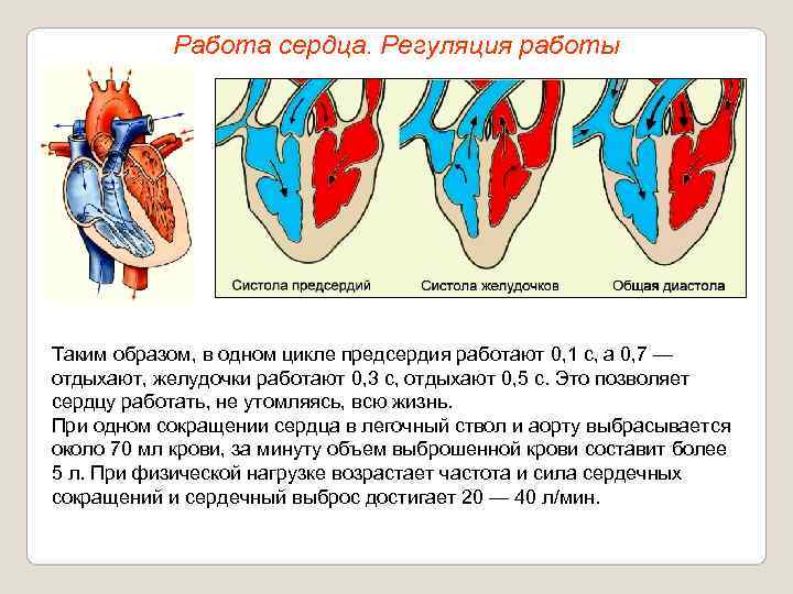   Работа сердца. Регуляция работы Таким образом, в одном цикле предсердия работают 0,