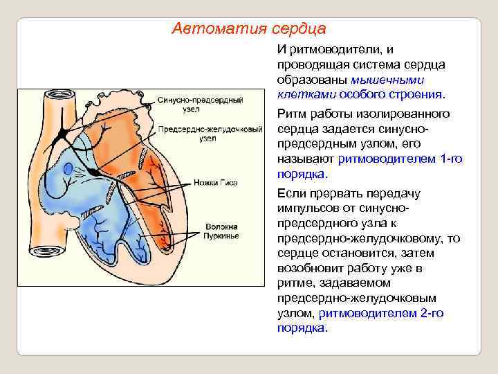 Автоматия сердца  И ритмоводители, и  проводящая система сердца  образованы мышечными 