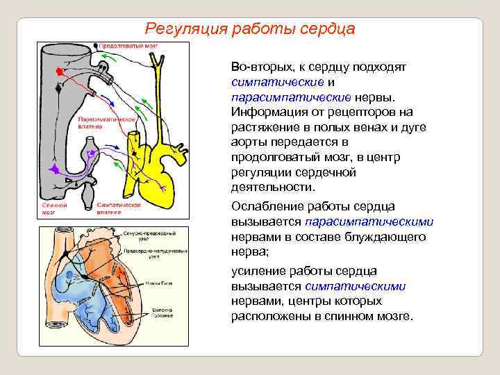 Регуляция работы сердца  Во-вторых, к сердцу подходят   симпатические и  