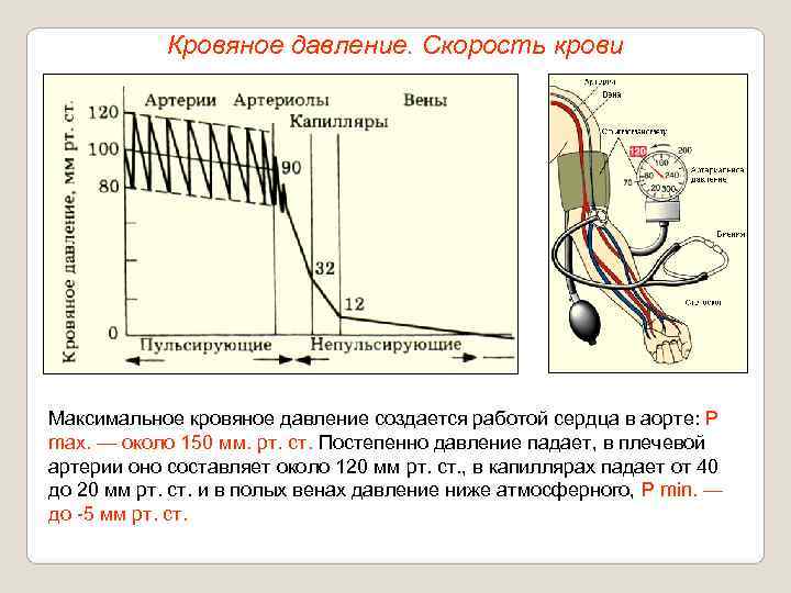   Кровяное давление. Скорость крови Максимальное кровяное давление создается работой сердца в аорте: