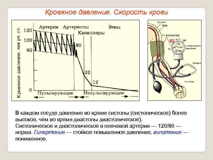   Кровяное давление. Скорость крови В каждом сосуде давление во время систолы