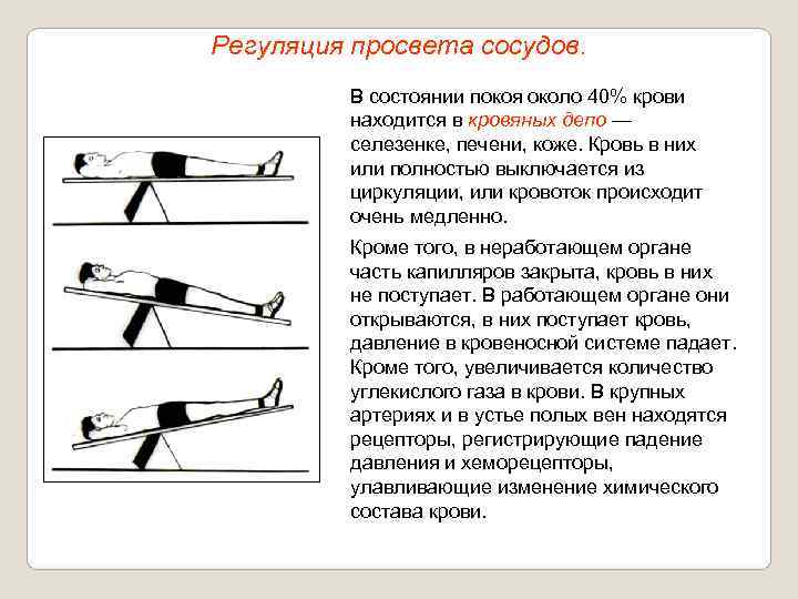 Регуляция просвета сосудов.  В состоянии покоя около 40% крови  находится в кровяных