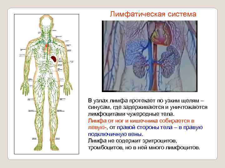   Лимфатическая система В узлах лимфа протекает по узким щелям – синусам, где