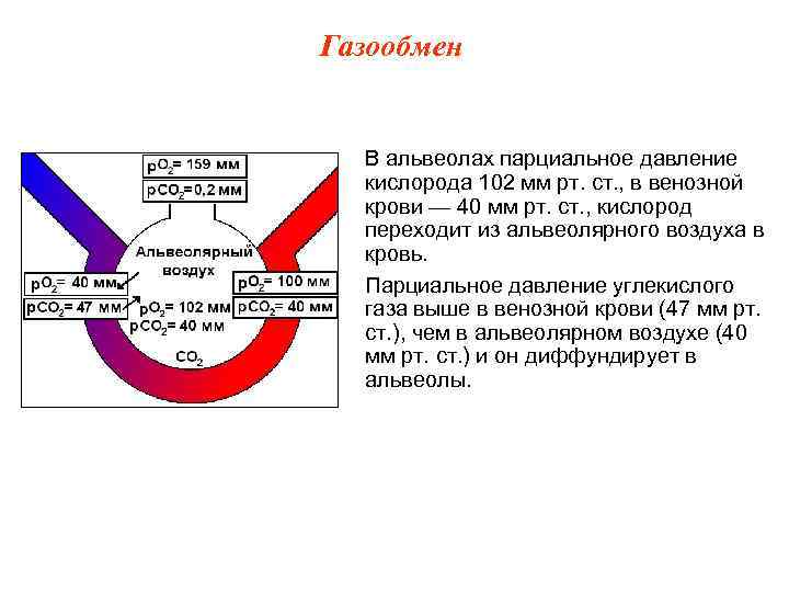 Вставьте в текст газообмен у человека