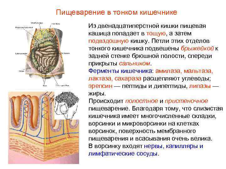 Пищеварение в тонком кишечнике   Из двенадцатиперстной кишки пищевая   кашица попадает