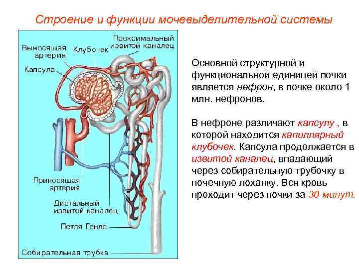 Строение и функции мочевыделительной системы     Основной структурной и  