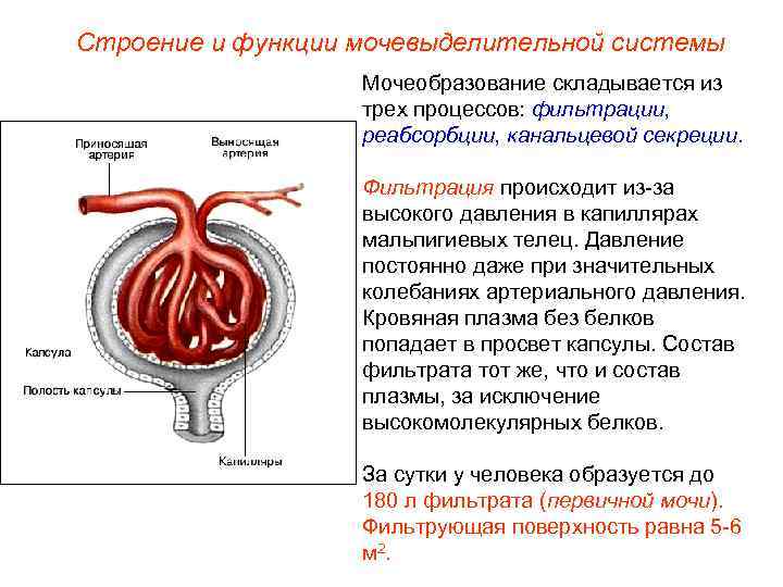 Строение и функции мочевыделительной системы    Мочеобразование складывается из   