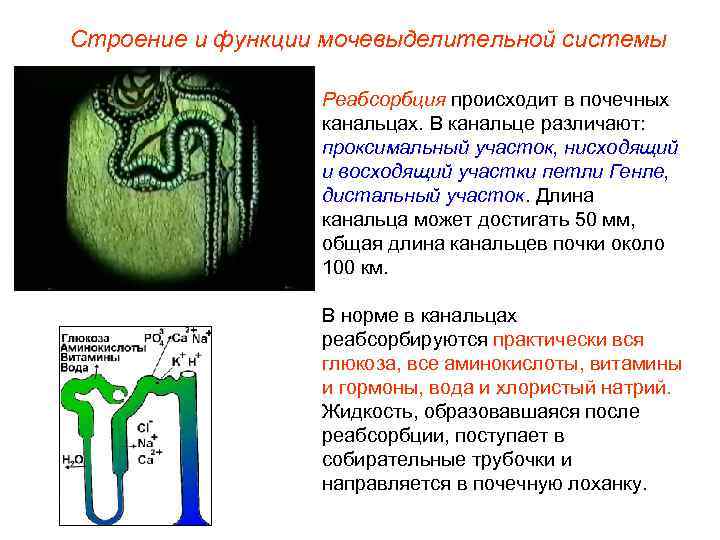 Строение и функции мочевыделительной системы    Реабсорбция происходит в почечных  