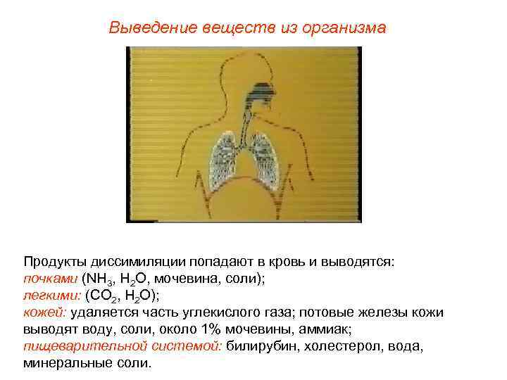   Выведение веществ из организма Продукты диссимиляции попадают в кровь и выводятся: почками