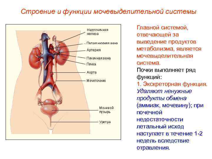 Строение и функции мочевыделительной системы      Главной системой,  