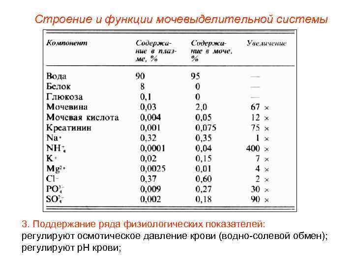  Строение и функции мочевыделительной системы 3. Поддержание ряда физиологических показателей: регулируют осмотическое давление