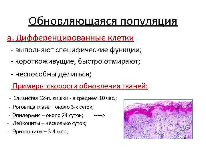  Обновляющаяся популяция а. Дифференцированные клетки - выполняют специфические функции;  - короткоживущие,