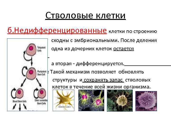 Значение клетки. Строение стволовых клеток. Стволовые клетки строение. Стволовая клетка строение. Самообновление стволовых клеток.