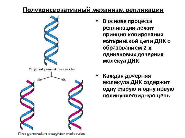Полуконсервативный механизм репликации     • В основе процесса   