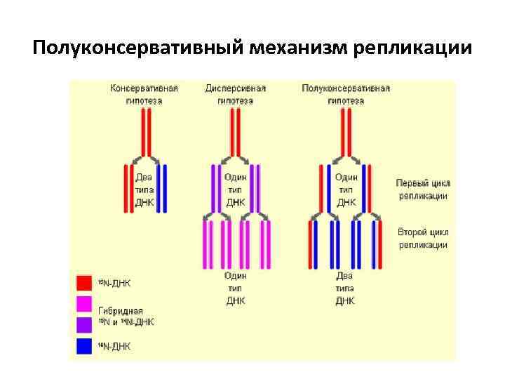 Полуконсервативный механизм репликации 
