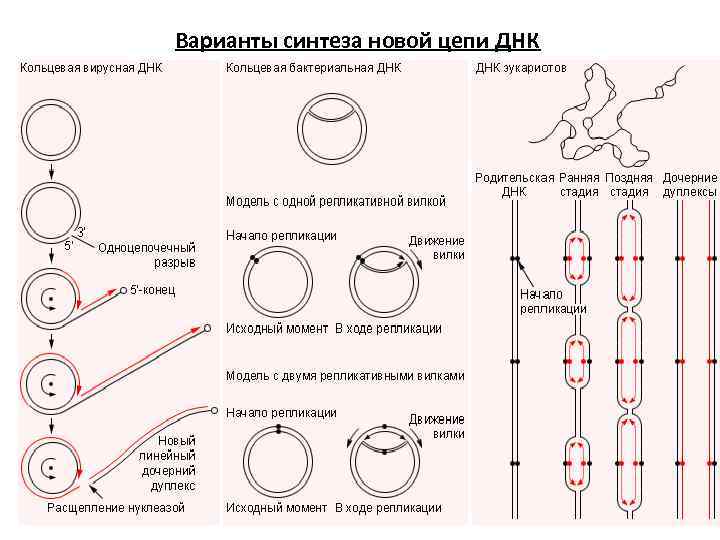 Варианты синтеза новой цепи ДНК 