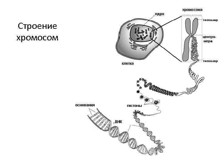 Строение хромосом   1  2  3  4 