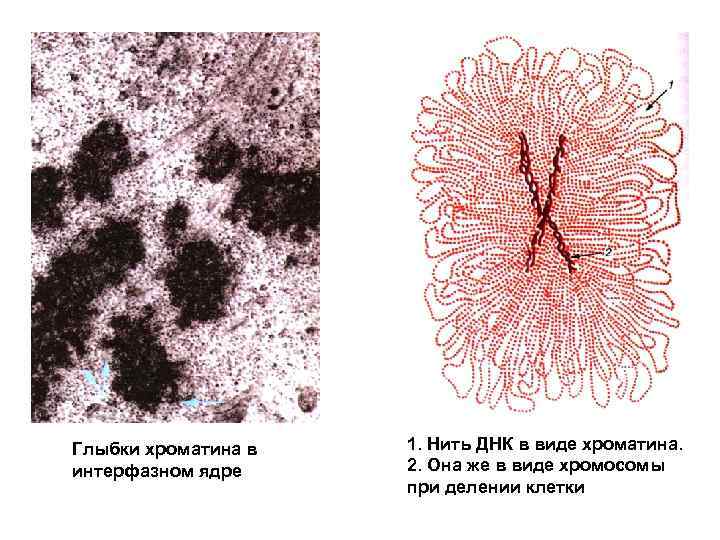 Глыбки хроматина в  1. Нить ДНК в виде хроматина. интерфазном ядре 2. Она