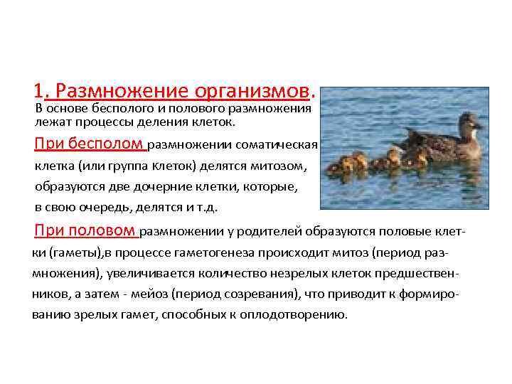 1. Размножение организмов. В основе бесполого и полового размножения лежат процессы деления клеток. При