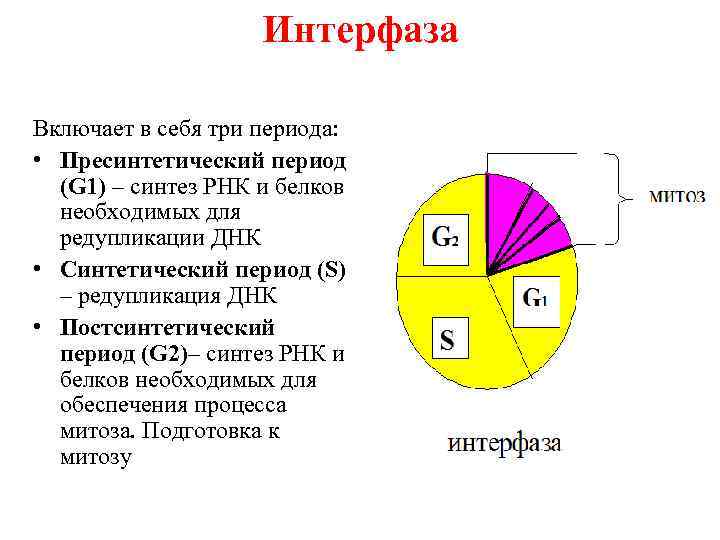     Интерфаза Включает в себя три периода:  • Пресинтетический период