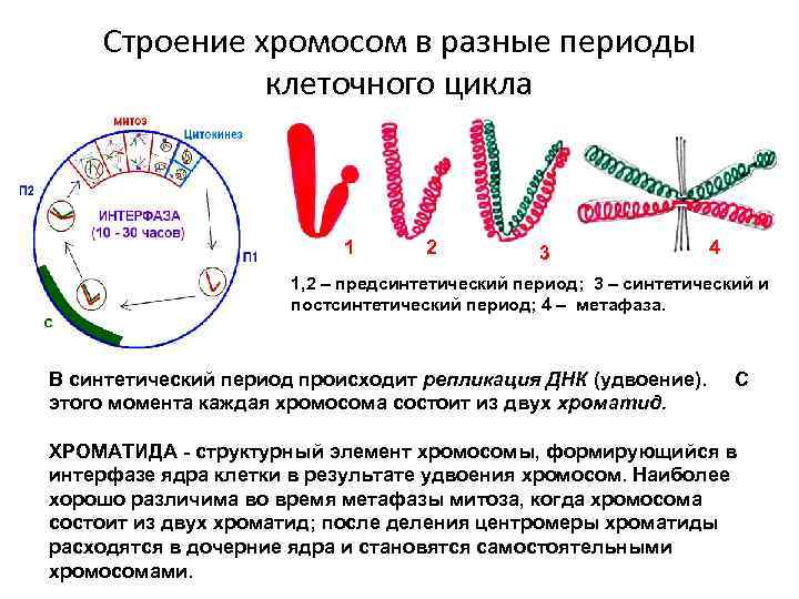   Строение хромосом в разные периоды    клеточного цикла  