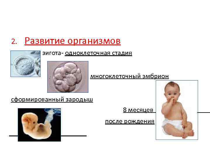 Внутриутробное развитие организма развитие после рождения. Этапы развития организма. Схема внутриутробного развития человека. Этапы внутриутробного развития плода. Стадии развития человека после рождения.