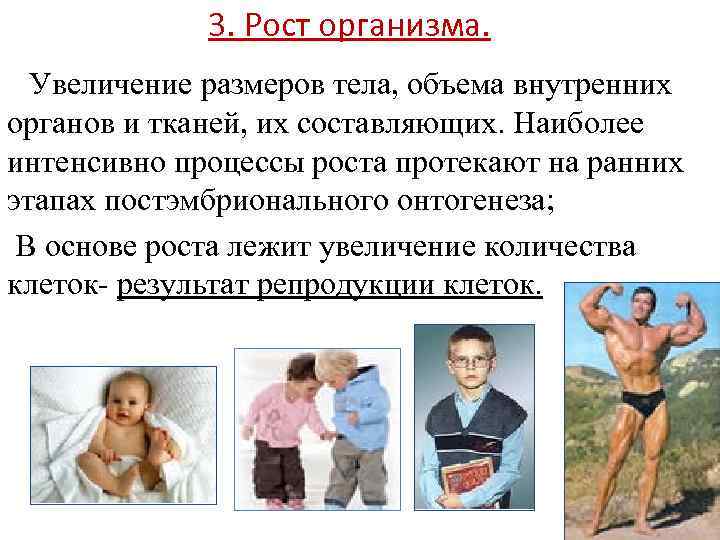    3. Рост организма.  Увеличение размеров тела, объема внутренних органов и