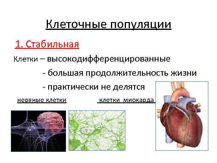   Клеточные популяции 1. Стабильная Клетки – высокодифференцированные  - большая продолжительность жизни