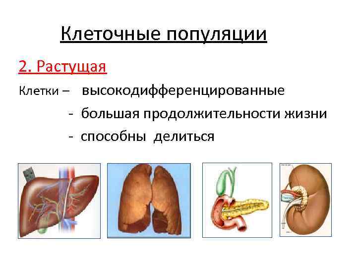  Клеточные популяции 2. Растущая Клетки – высокодифференцированные  - большая продолжительности жизни 