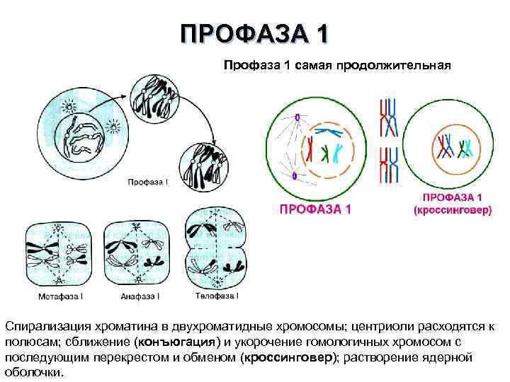 ПРОФАЗА 1 Профаза 1 самая продолжительная Спирализация хроматина в двухроматидные хромосомы; центриоли расходятся к