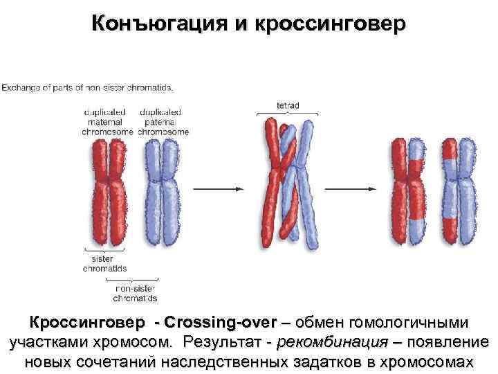 Конъюгация и кроссинговер Кроссинговер - Crossing-over – обмен гомологичными участками хромосом. Результат - рекомбинация