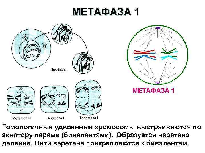 МЕТАФАЗА 1 Гомологичные удвоенные хромосомы выстраиваются по экватору парами (бивалентами). Образуется веретено деления. Нити