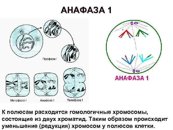 АНАФАЗА 1 К полюсам расходятся гомологичные хромосомы, состоящие из двух хроматид. Таким образом происходит
