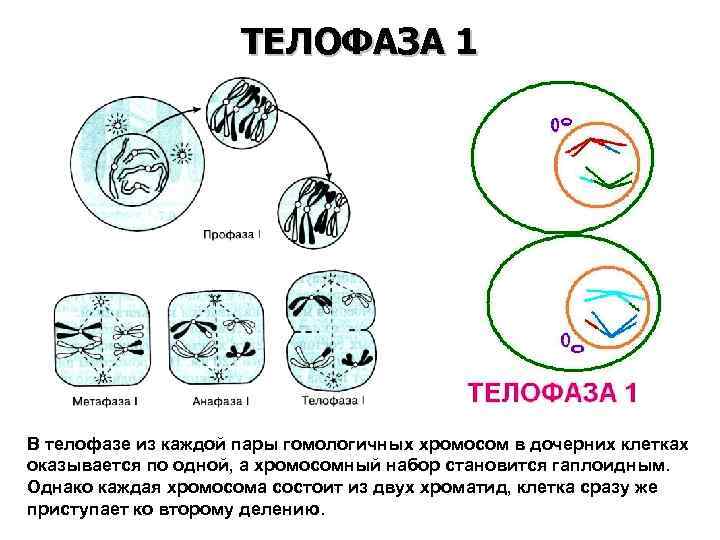 ТЕЛОФАЗА 1 В телофазе из каждой пары гомологичных хромосом в дочерних клетках оказывается по