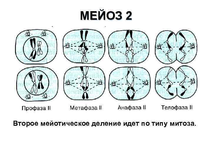 МЕЙОЗ 2 Второе мейотическое деление идет по типу митоза. 