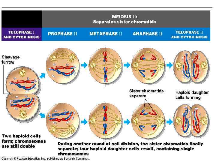 Figure 13. 7 The stages of meiotic cell division: Meiosis II 