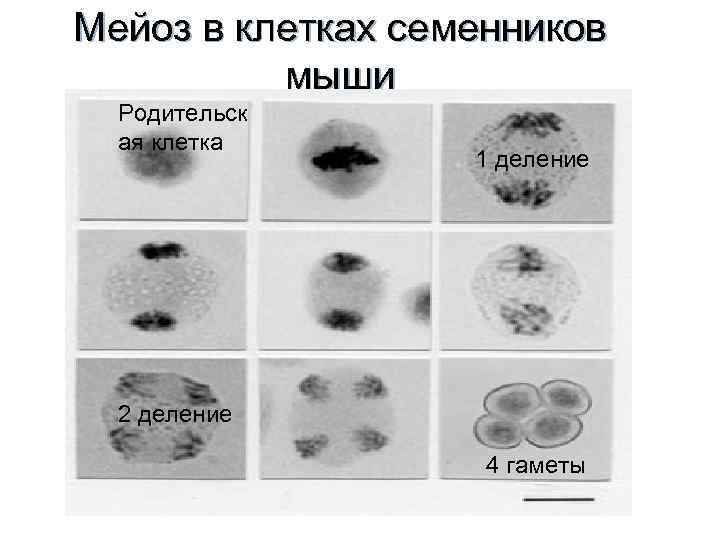 Мейоз в клетках семенников мыши Родительск ая клетка 1 деление 2 деление 4 гаметы